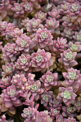 California Sunset Graptosedum (Graptosedum 'California Sunset') at Lakeshore Garden Centres