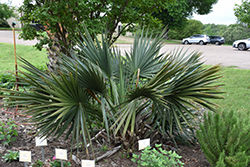 McCurtain Palmetto (Sabal minor 'McCurtain') at Lakeshore Garden Centres