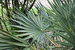 McCurtain Palmetto (Sabal minor 'McCurtain') at Lakeshore Garden Centres
