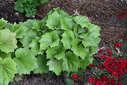 Last Dance Rayflower (Ligularia 'Last Dance') at Lakeshore Garden Centres
