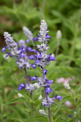 Raider Azure Salvia (Salvia farinacea 'Raider Azure') at Lakeshore Garden Centres