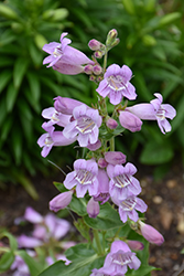 Large Flowered Beard Tongue (Penstemon cobaea) at Lakeshore Garden Centres