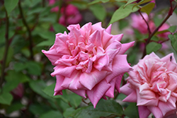 Georgetown Tea Rose (Rosa 'Georgetown Tea') at Lakeshore Garden Centres