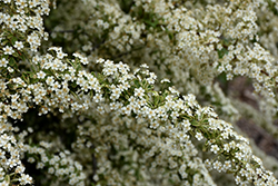 Silver Lining Pyracantha (Pyracantha 'Cadvar') at Lakeshore Garden Centres