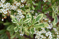 Silver Lining Pyracantha (Pyracantha 'Cadvar') at Lakeshore Garden Centres