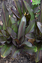 Tugela Ruby Pineapple Lily (Eucomis 'Tugela Ruby') at Lakeshore Garden Centres