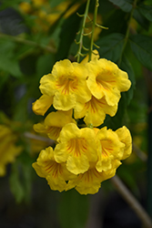 Yellow Trumpetbush (Tecoma stans) at Lakeshore Garden Centres