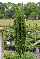 Sky Pencil Japanese Holly (Ilex crenata 'Sky Pencil') at Green Thumb Garden Centre