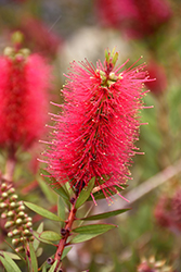 Bottle Pop Neon Pink Bottlebrush (Callistemon viminalis 'Neon Pink') at Lakeshore Garden Centres
