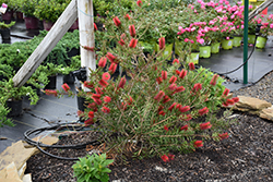 Woodlander's Hardy Bottlebrush (Callistemon 'Woodlander's Hardy') at Lakeshore Garden Centres