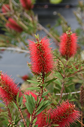 Woodlander's Hardy Bottlebrush (Callistemon 'Woodlander's Hardy') at Lakeshore Garden Centres