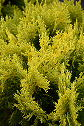 Lime Delight Arborvitae (Thuja orientalis 'Lime Delight') at A Very Successful Garden Center