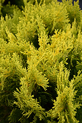 Lime Delight Arborvitae (Thuja orientalis 'Lime Delight') at Lakeshore Garden Centres
