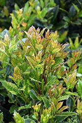 Sharum's Shamrock Holly (Ilex 'EN2') at Lakeshore Garden Centres