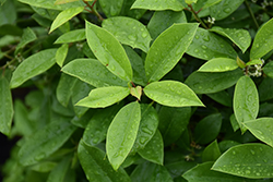 Eagleston Holly (Ilex x attenuata 'Eagleston') at Lakeshore Garden Centres