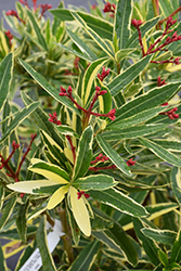 Twist Of Pink Oleander (Nerium oleander 'Planst') at Lakeshore Garden Centres