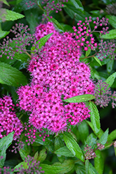 Red Lace Spirea (Spiraea x bumalda 'Greredlac') at Lakeshore Garden Centres