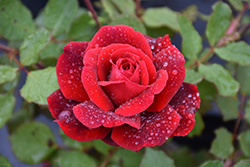 Don Juan Rose (Rosa 'Don Juan') at Lakeshore Garden Centres