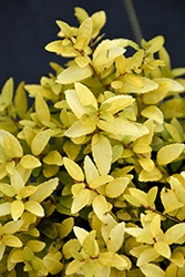 Eureka Gold Yaupon Holly (Ilex vomitoria 'HOGY') at Lakeshore Garden Centres