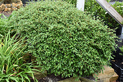 Scarlet Leader Willowleaf Cotoneaster (Cotoneaster salicifolius 'Scarlet Leader') at Lakeshore Garden Centres