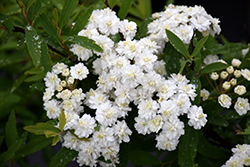 Double Reeves Spirea (Spiraea cantoniensis 'Lanceata') at Lakeshore Garden Centres