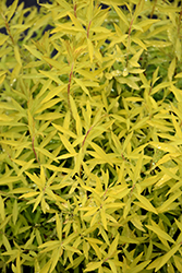 Gold Thread Spirea (Spiraea thunbergii 'Ogon') at Lakeshore Garden Centres