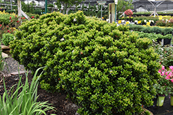 Dwarf Yeddo Hawthorn (Rhaphiolepis umbellata 'Minor') at Lakeshore Garden Centres