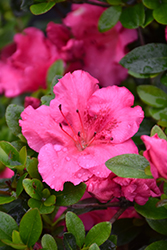 Conversation Piece Azalea (Rhododendron 'Conversation Piece') at Lakeshore Garden Centres