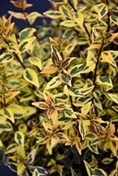 Twist of Orange Glossy Abelia (Abelia x grandiflora 'Gretoo') at Lakeshore Garden Centres