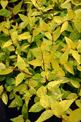 Francis Mason Abelia (Abelia x grandiflora 'Francis Mason') at Lakeshore Garden Centres