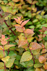 Twist of Lemon Glossy Abelia (Abelia x grandiflora 'Gretol') at Lakeshore Garden Centres