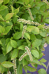 Short n' Sweet Virginia Sweetspire (Itea virginica 'Merlot') at Lakeshore Garden Centres