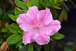 Bloom-A-ThonPink Adoration&trade Azalea (Rhododendron 'RLH1-7P14') at Lakeshore Garden Centres