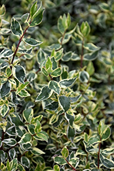 Twist of Vanilla Glossy Abelia (Abelia x grandiflora 'Twist Of Vanilla') at Lakeshore Garden Centres