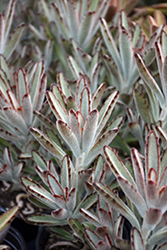 Panda Plant (Kalanchoe tomentosa 'Nigra') at Lakeshore Garden Centres