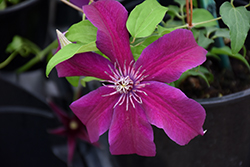 Huvi Clematis (Clematis 'UNAI 006') at Lakeshore Garden Centres