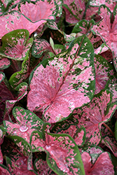 Pink Beauty Caladium (Caladium 'Pink Beauty') at Lakeshore Garden Centres