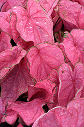 Fannie Munson Caladium (Caladium 'Fannie Munson') at Lakeshore Garden Centres