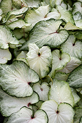 White Delight Caladium (Caladium 'White Delight') at Lakeshore Garden Centres