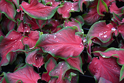 Florida Red Ruffles Caladium (Caladium 'Florida Red Ruffles') at Lakeshore Garden Centres