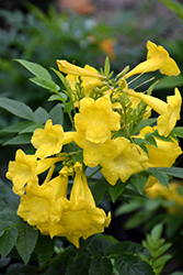 Lydia Esperanza (Tecoma 'TEC60109105') at Lakeshore Garden Centres