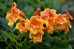Sparklette Esperanza (Tecoma stans 'Sparklette') at Lakeshore Garden Centres