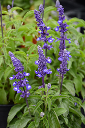 Midnight Candle Salvia (Salvia farinacea 'Midnight Candle') at Lakeshore Garden Centres