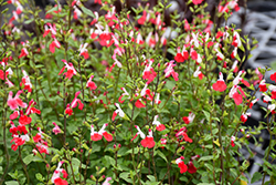 Little Kiss Sage (Salvia microphylla 'Little Kiss') at Lakeshore Garden Centres