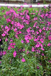 Raspberry Autumn Sage (Salvia greggii 'Raspberry') at Lakeshore Garden Centres