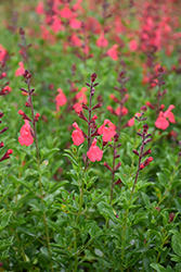 Coral Autumn Sage (Salvia greggii 'Coral') at Lakeshore Garden Centres