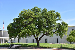Escarpment Live Oak (Quercus fusiformis) at Lakeshore Garden Centres