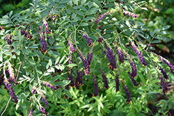 Indigo Bush (Amorpha fruticosa) at Lakeshore Garden Centres