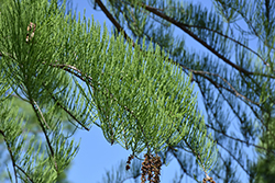 Pond Cypress (Taxodium ascendens) at Lakeshore Garden Centres