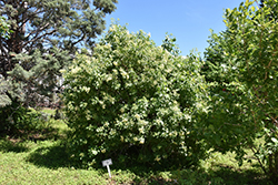 Mexican Elderberry (Sambucus mexicana) at Lakeshore Garden Centres